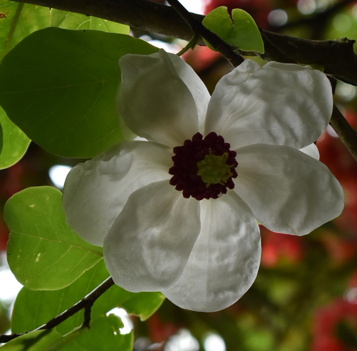 M. sieboldii